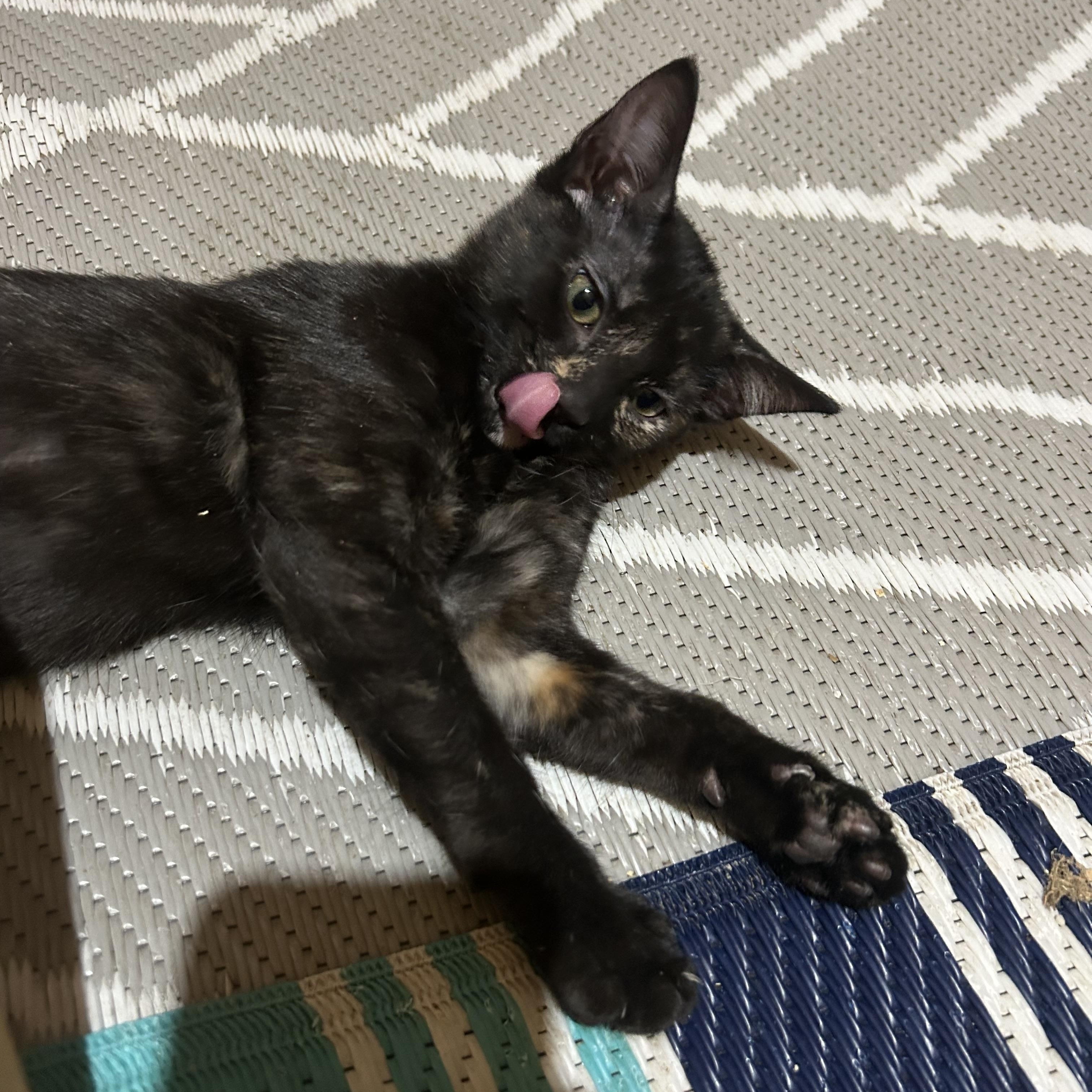 Enlarge Jovi (Lisa-fostered in New England), a Adoptable mixed breed in Brooklyn, CT image 4/6