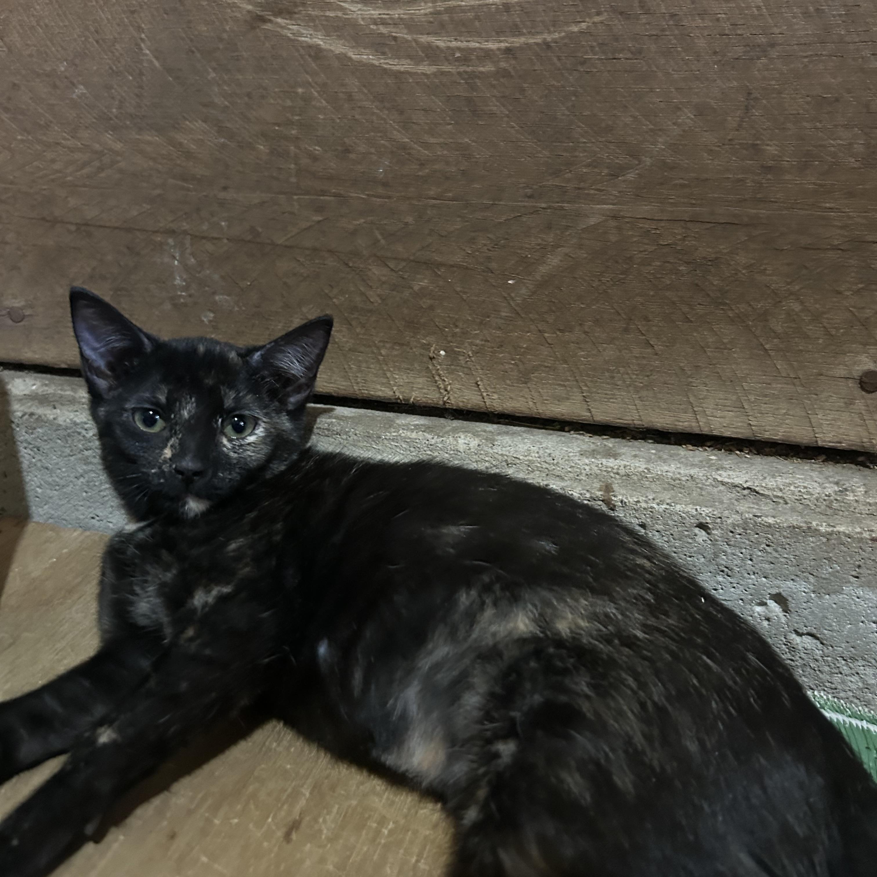 Enlarge Jovi (Lisa-fostered in New England), a Adoptable mixed breed in Brooklyn, CT image 3/6