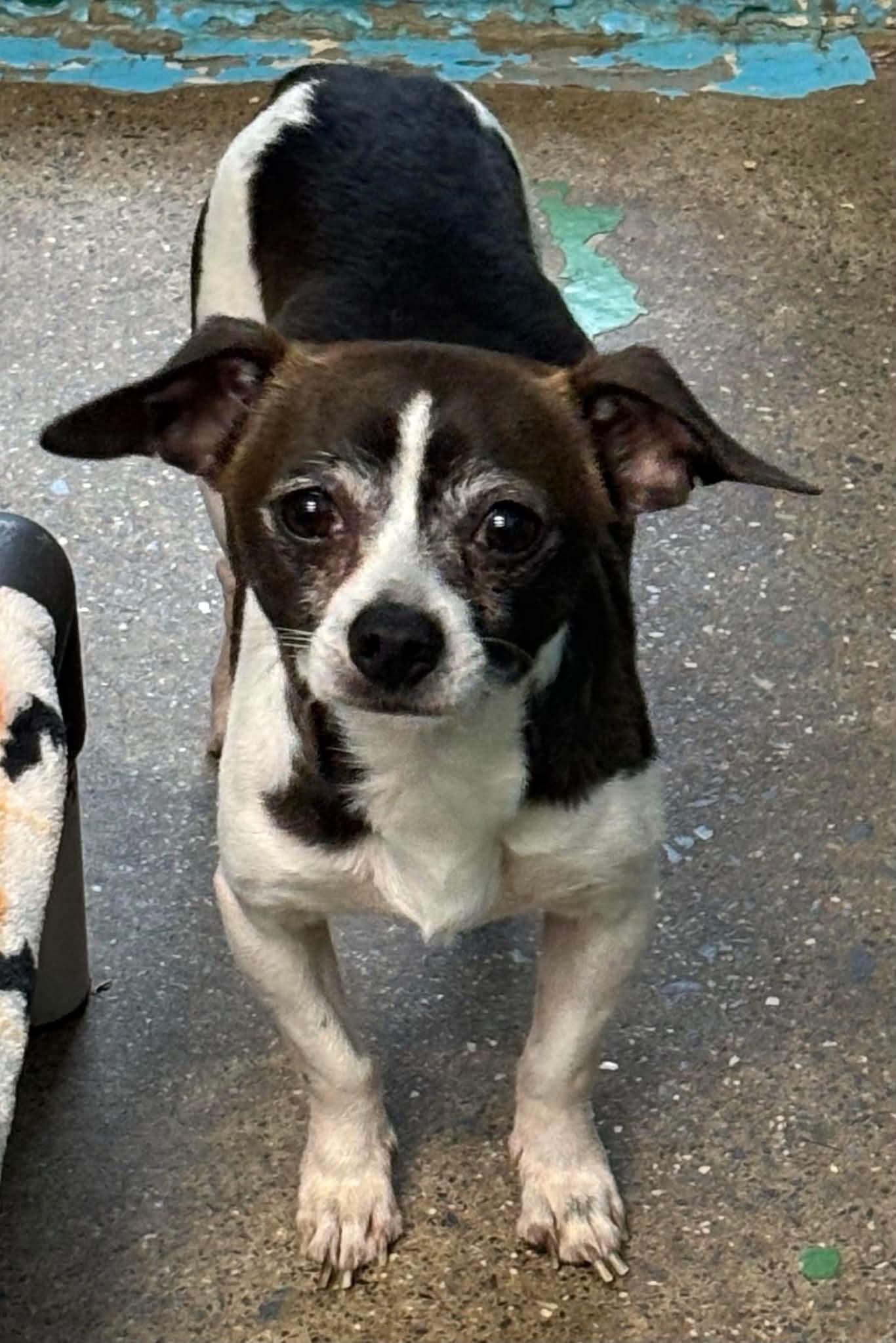 Joey, not at the shelter (Shannon), Adopted, Adult Male Chihuahua.
