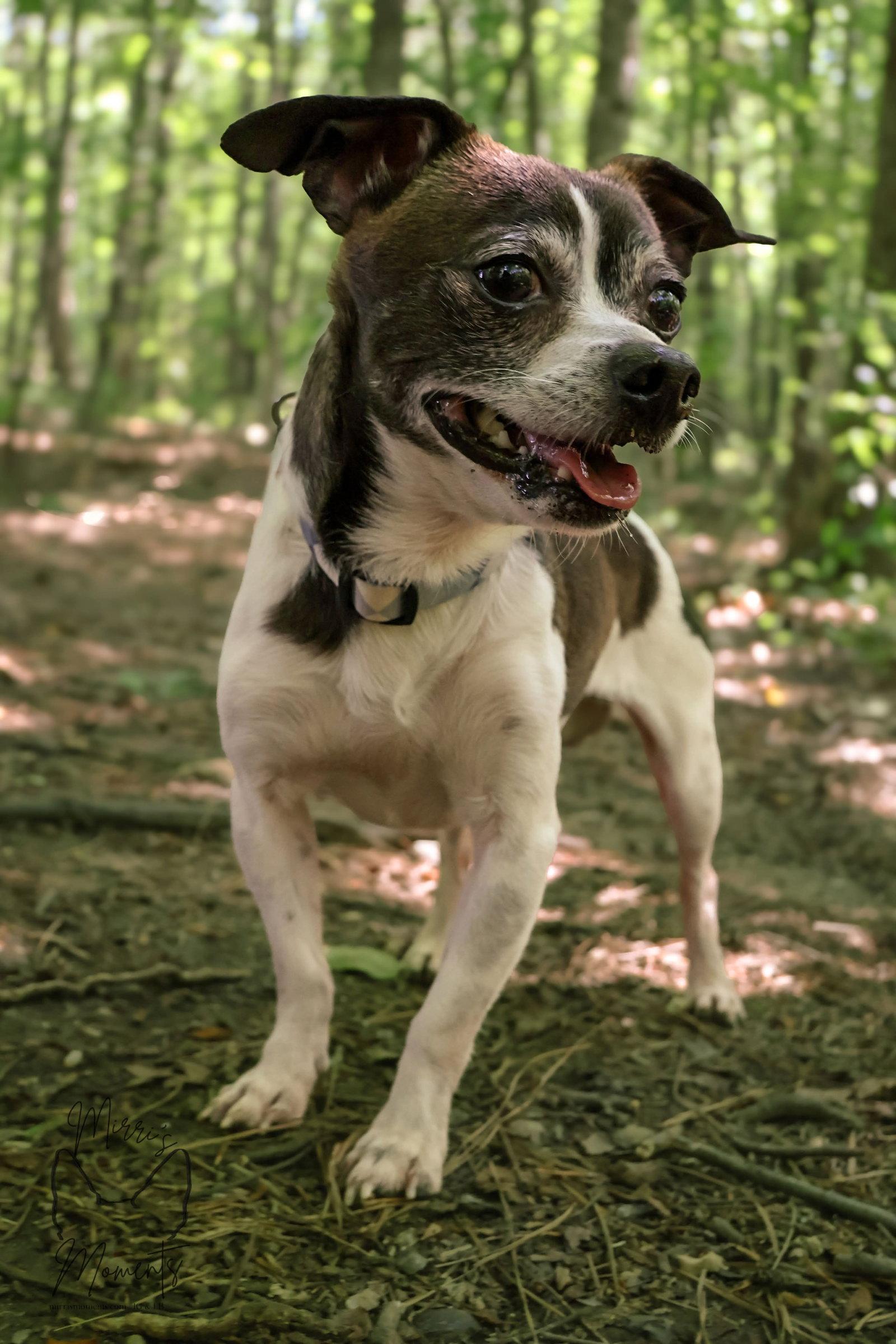 Joey, not at the shelter (Shannon), a Adopted Chihuahua in Rustburg, VA image 2/2