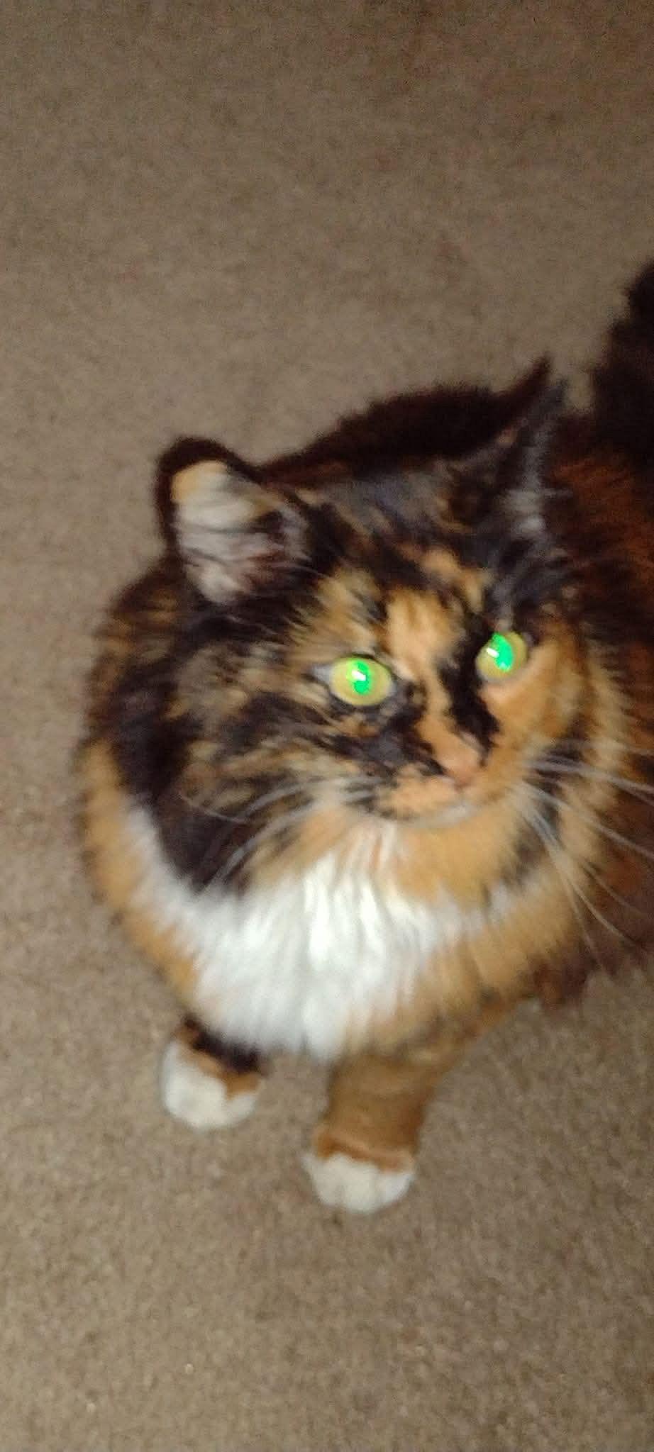 Ragina Mae- Offered by Owner - Senior, Adoptable, Senior Female Calico & Tortoiseshell.