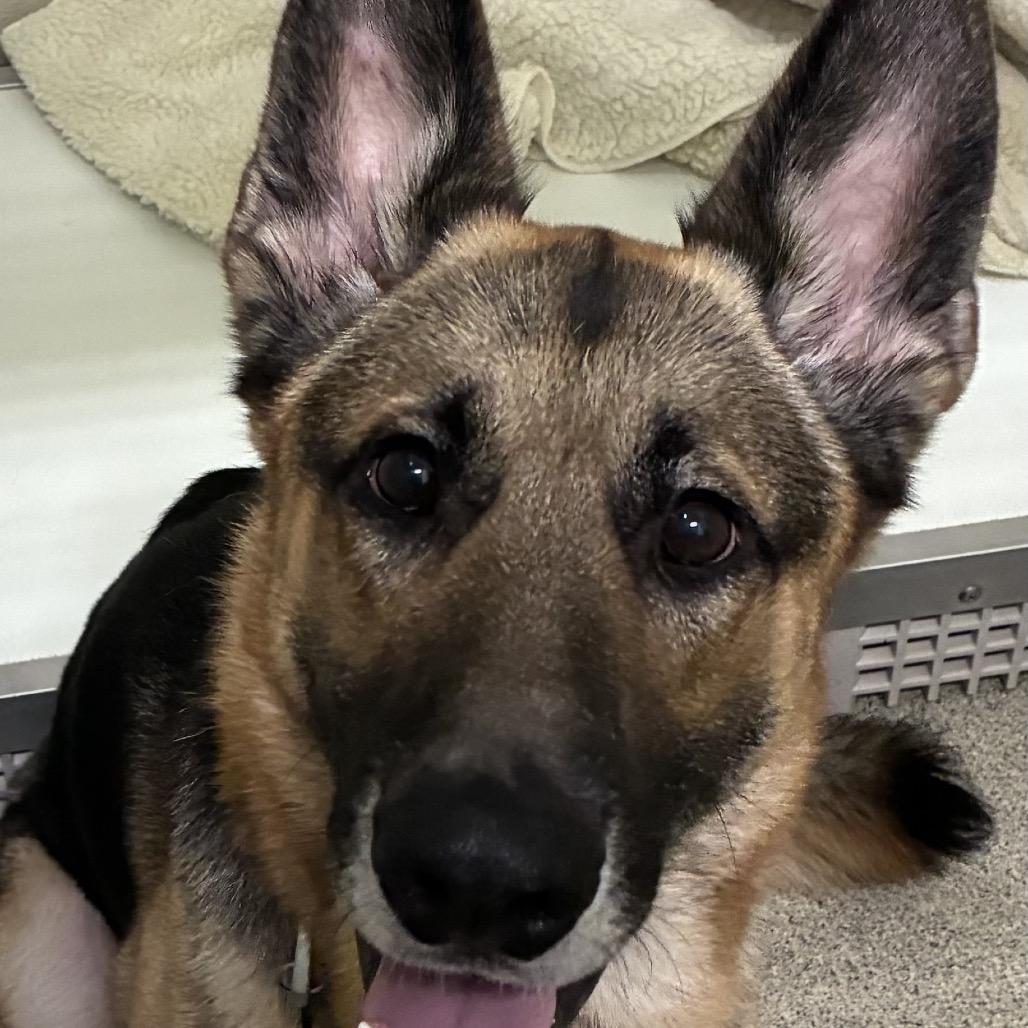 Landy, a Adoptable German Shepherd Dog in Wilton, NY image 1/4
