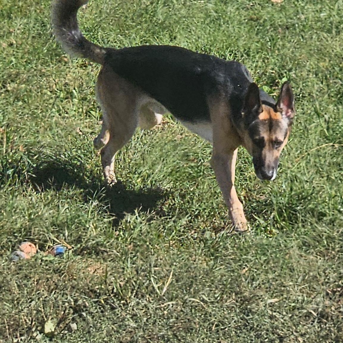 Landy, a Adoptable German Shepherd Dog in Wilton, NY image 2/4