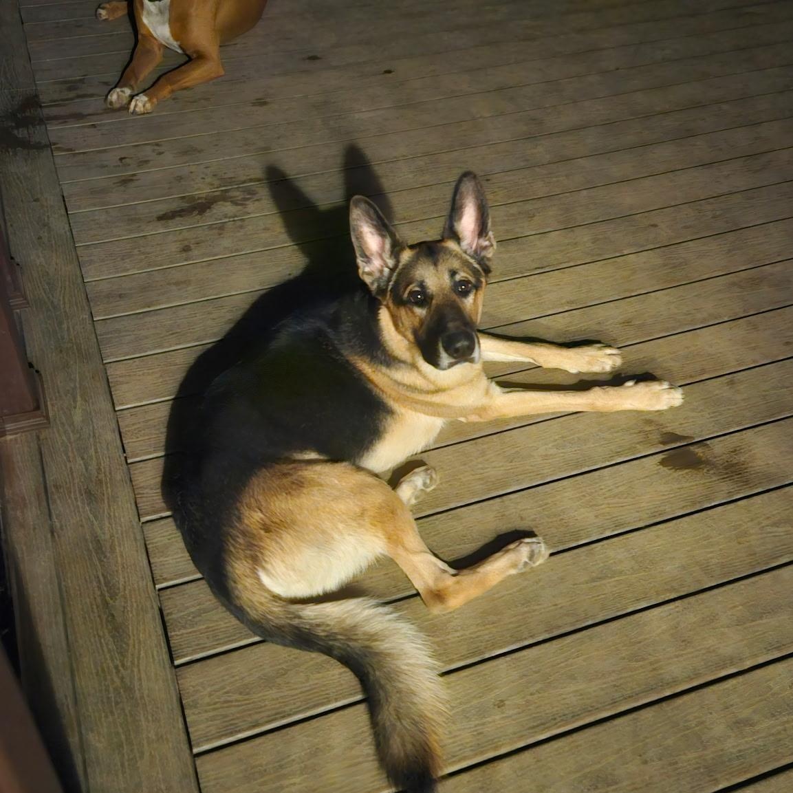 Landy, a Adoptable German Shepherd Dog in Wilton, NY image 3/4