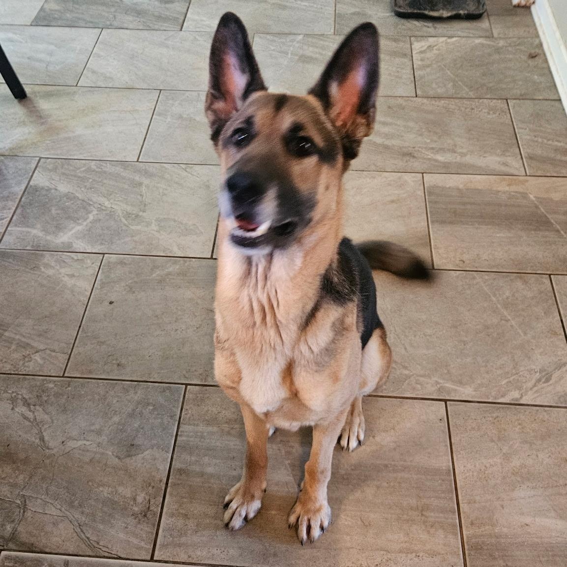 Landy, a Adoptable German Shepherd Dog in Wilton, NY image 4/4
