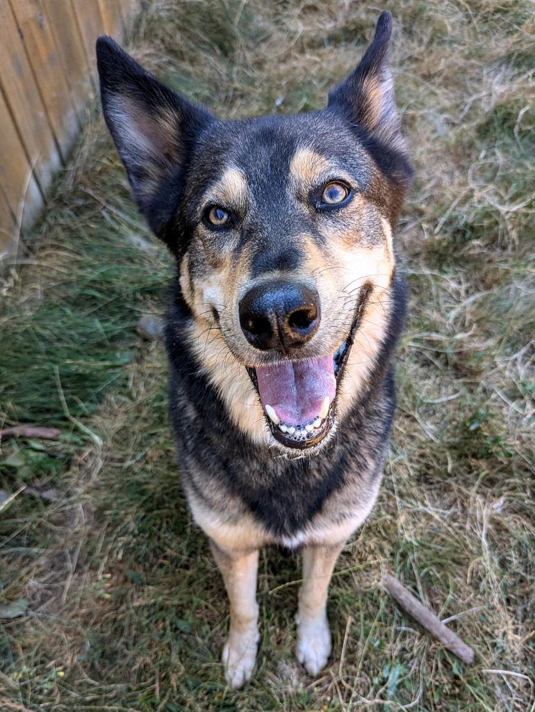 Enlarge Garrus, a Adoptable German Shepherd Dog in St. Helens, OR image 1/1