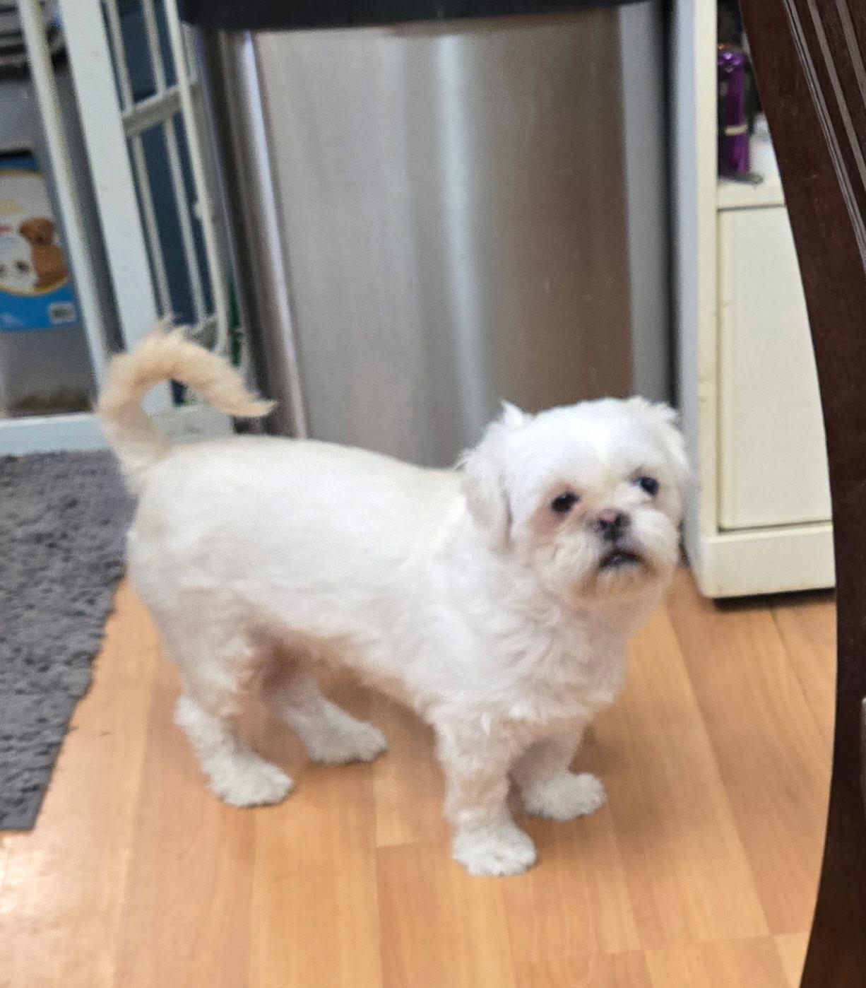 Frosty, Adoptable, Adult Male Shih Tzu.
