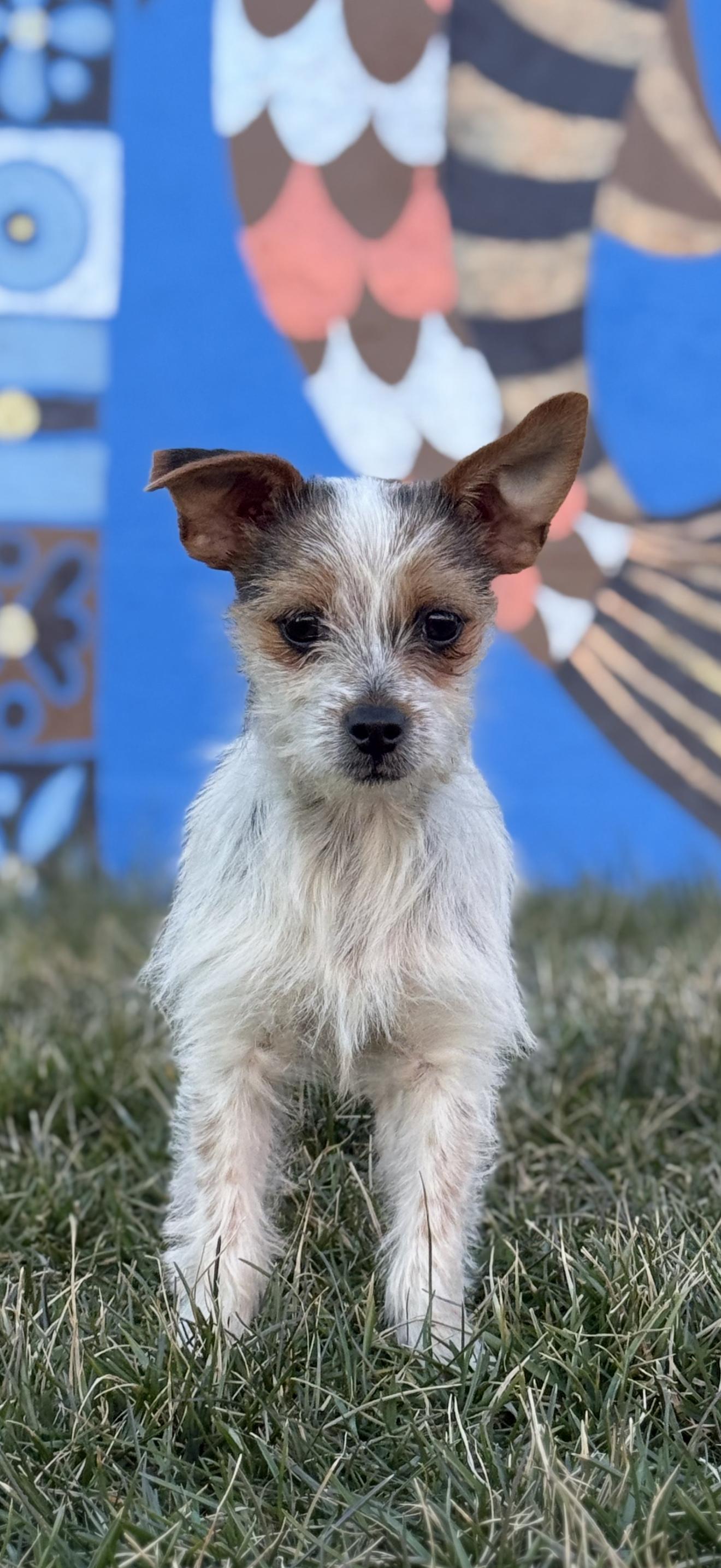Sprout , ADOPTABLE, Young Female Shih Tzu & Yorkshire Terrier.