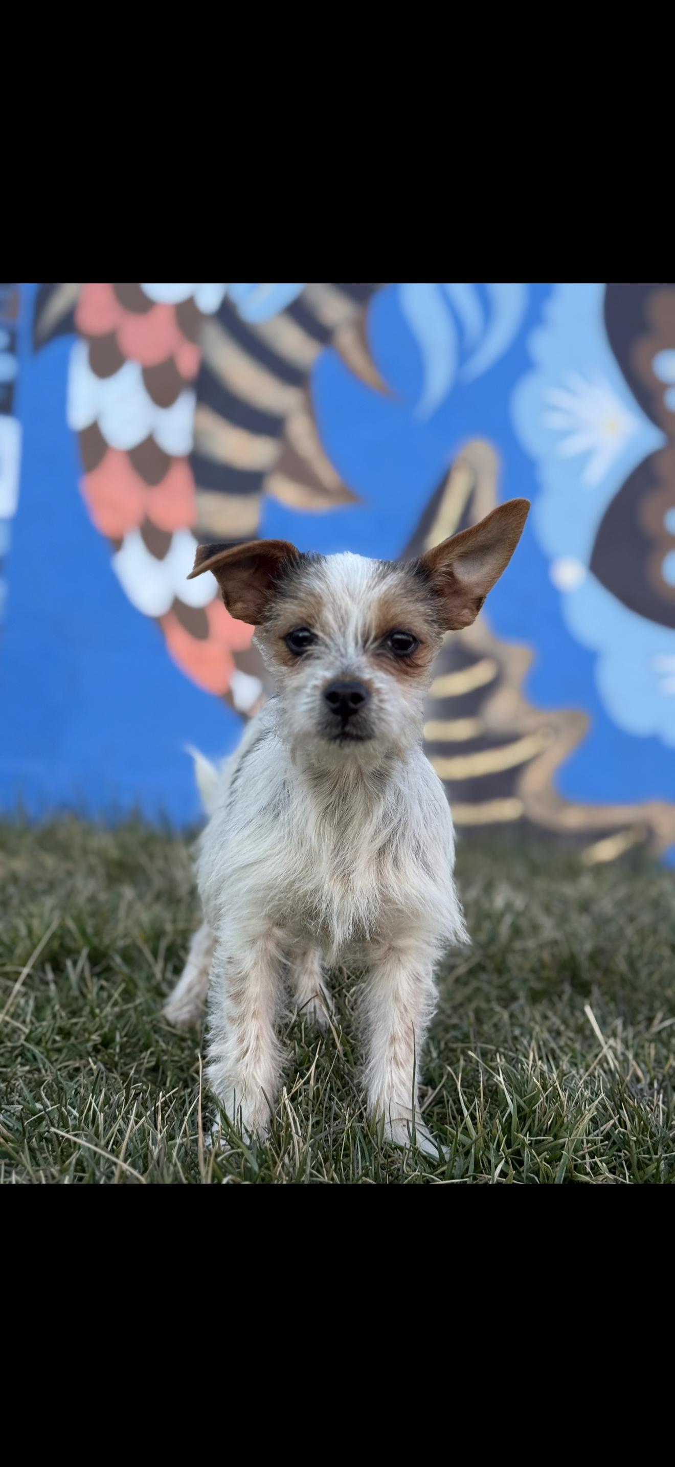 Enlarge Sprout , an adoption pending mixed breed in Lexington, NC image 2/2