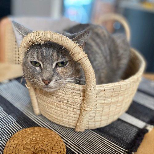 Enlarge Barley (I'm in foster care!), a Adoptable mixed breed in Brooklyn, NY image 1/2