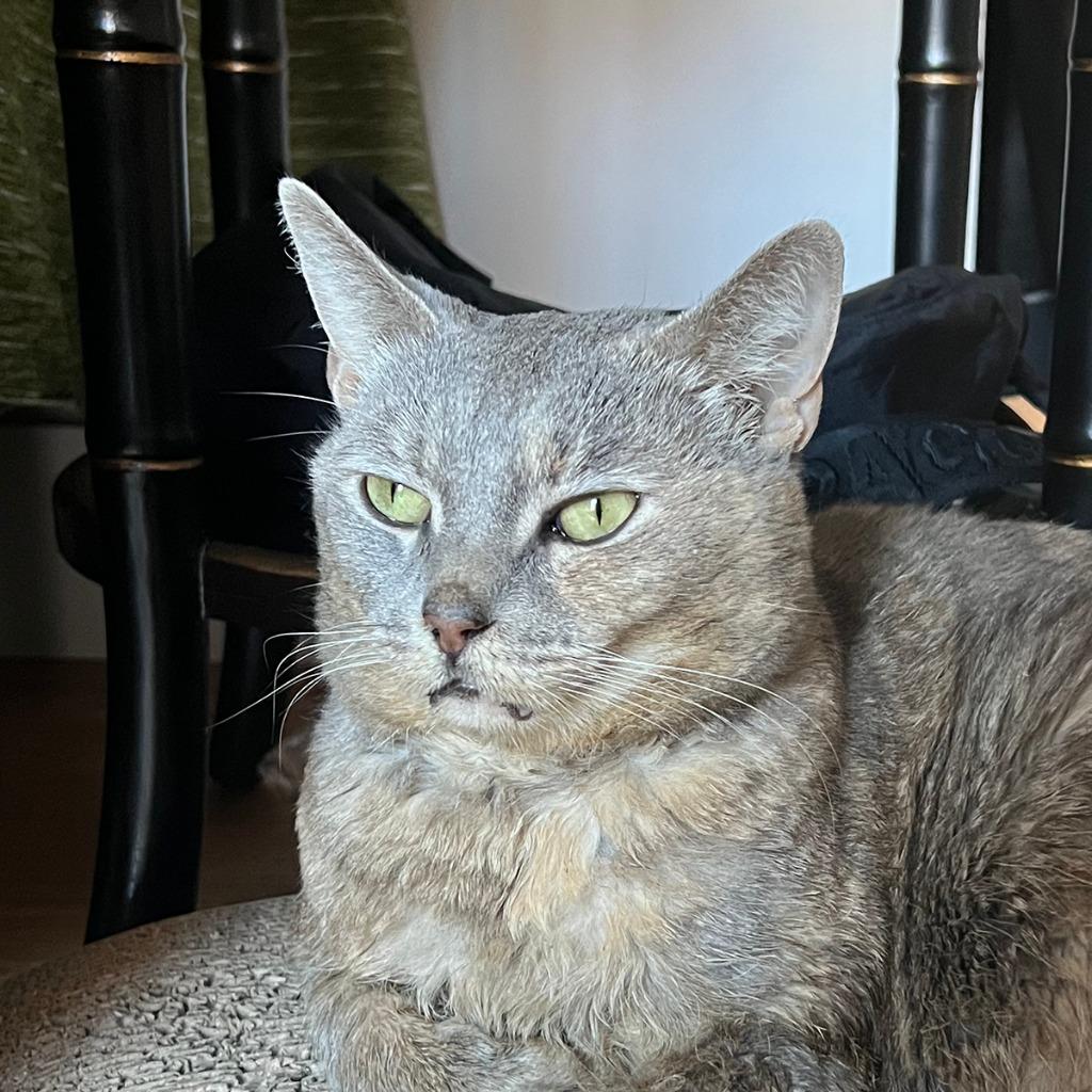 Enlarge Barley (I'm in foster care!), a Adoptable mixed breed in Brooklyn, NY image 2/2