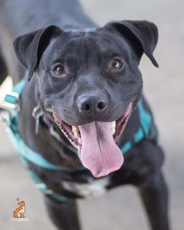 Enlarge Zipper, a Adoptable mixed breed in Roanoke, VA image 1/1
