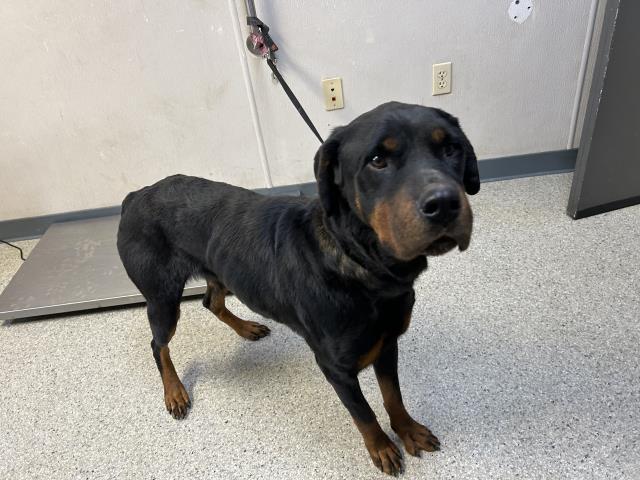 Enlarge SAVAGE, a Adoptable mixed breed in Visalia, CA image 1/1