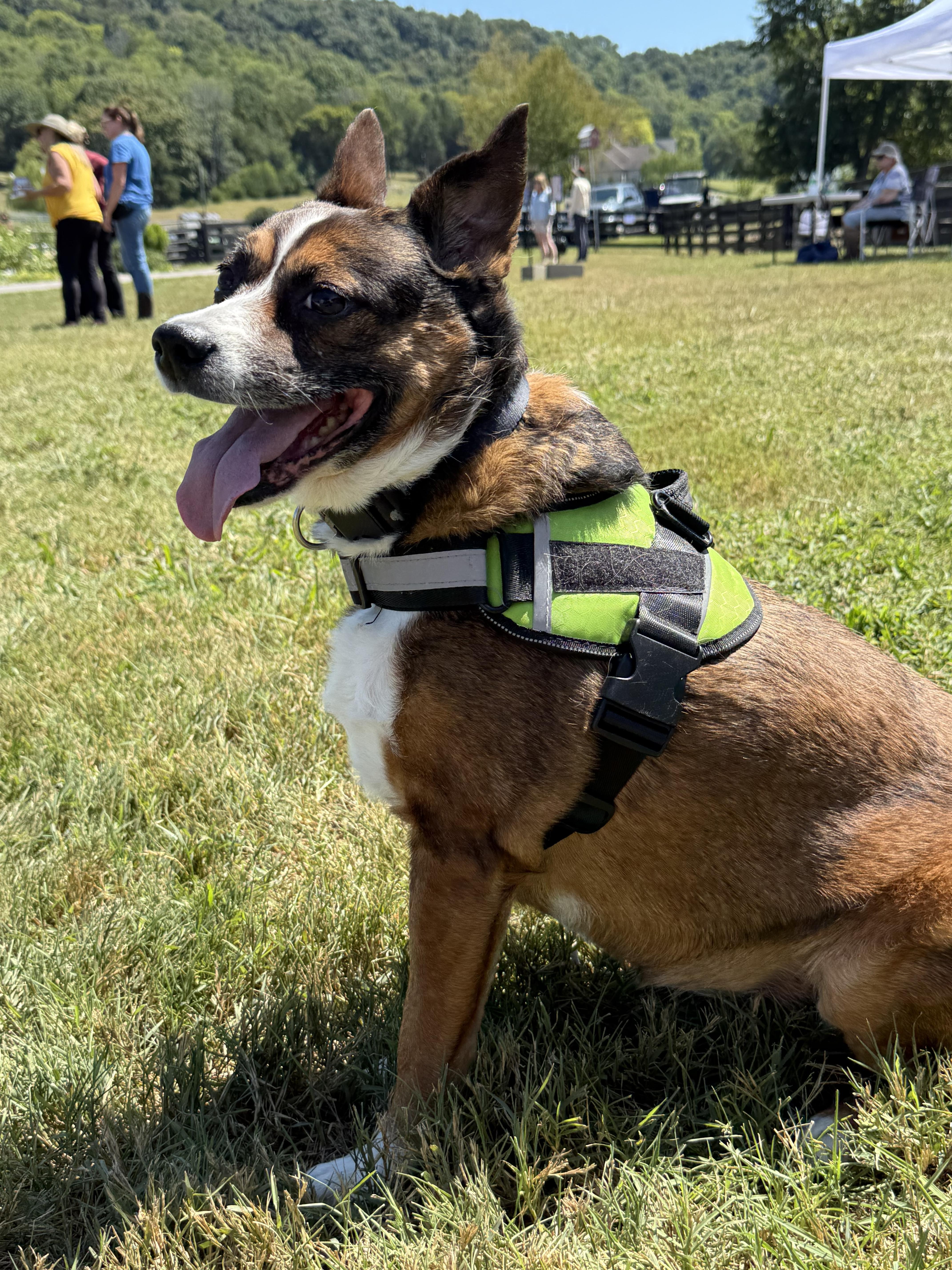 Roxie aka Mia, Adoptable, Senior Female Australian Cattle Dog / Blue Heeler.