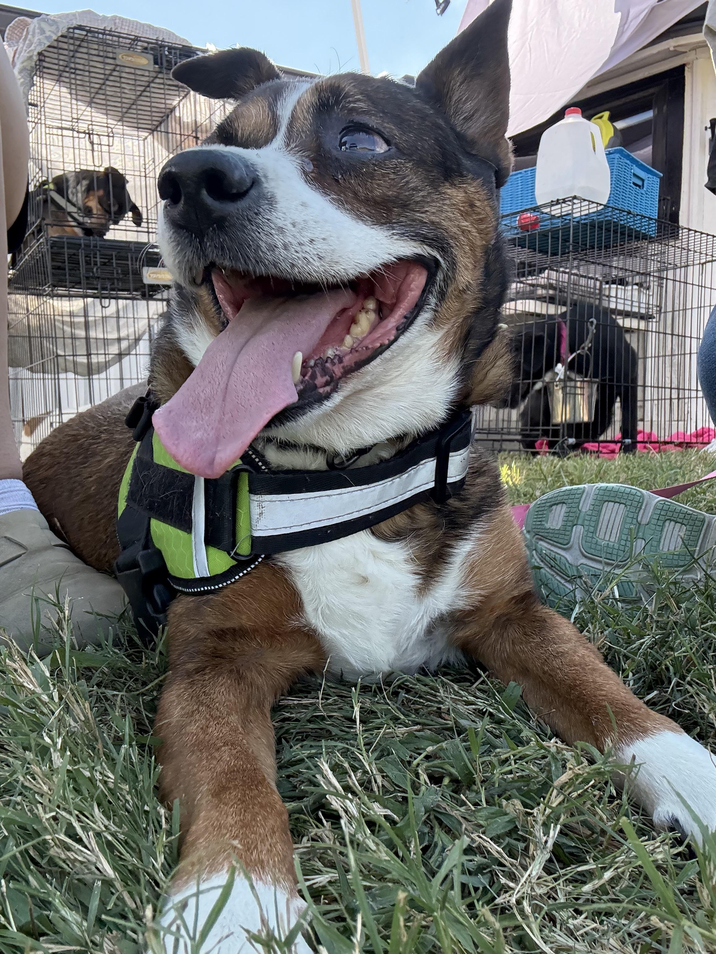 Roxie aka Mia, a Adoptable mixed breed in Eagleville, TN image 2/2