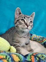 Shorty, Adoptable, Kitten Male Domestic Short Hair.