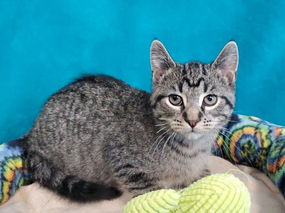 Enlarge Shorty, a Adoptable Domestic Short Hair in Greenville, IL image 2/2