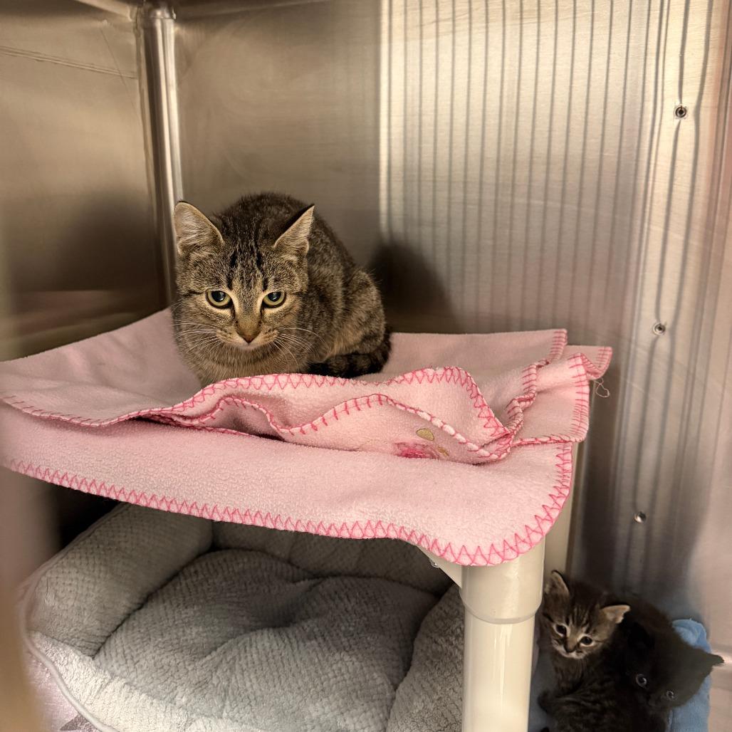 Enlarge Cindy, a Adoptable Domestic Short Hair in Saskatoon, SK image 1/1