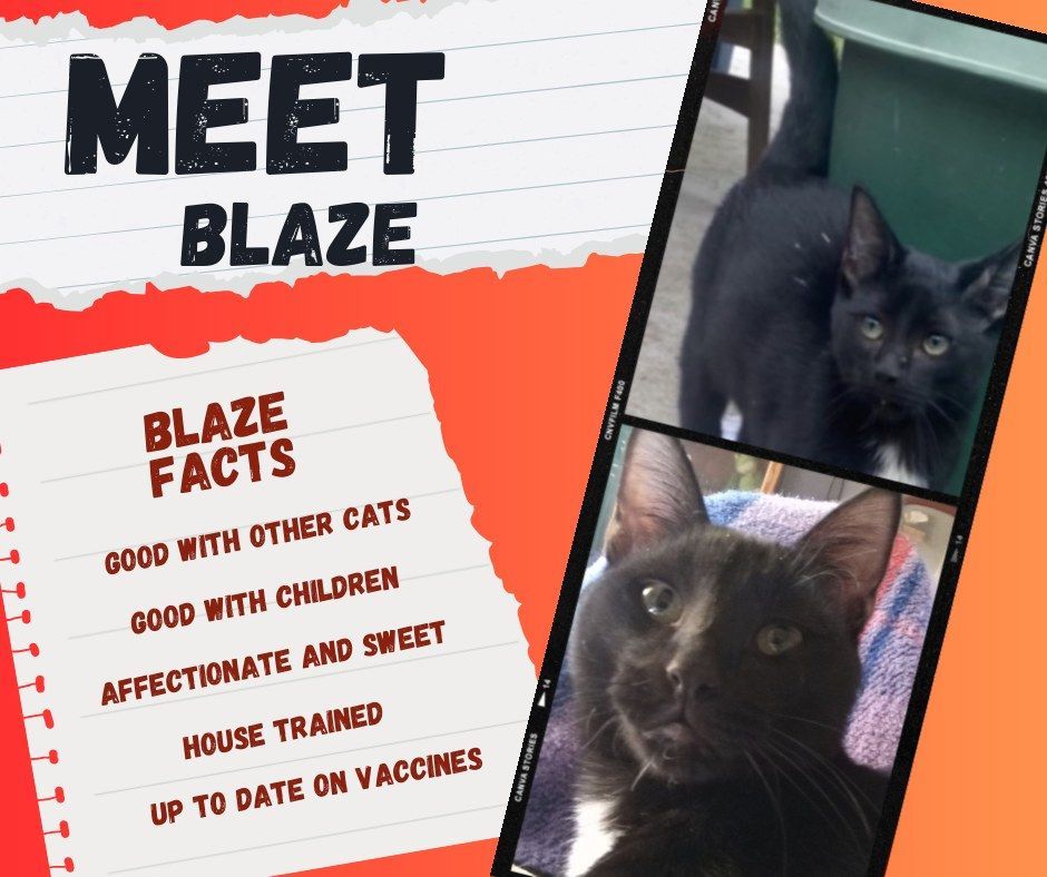 Enlarge Blaze, a Adoptable Domestic Short Hair in Grand Prairie, TX image 3/6