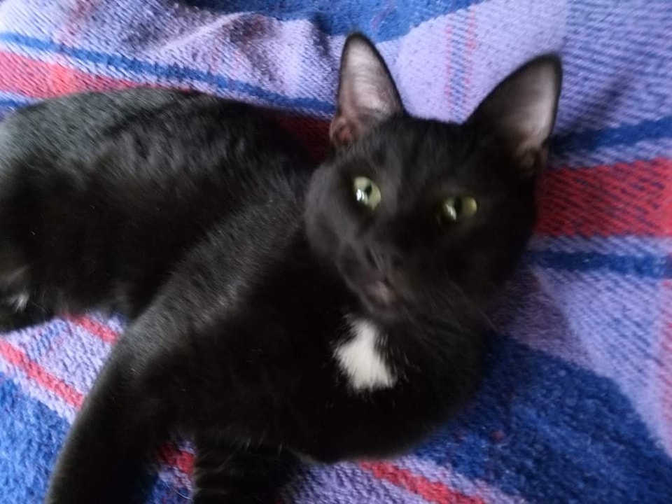 Blaze, Adoptable, Young Male Domestic Short Hair.