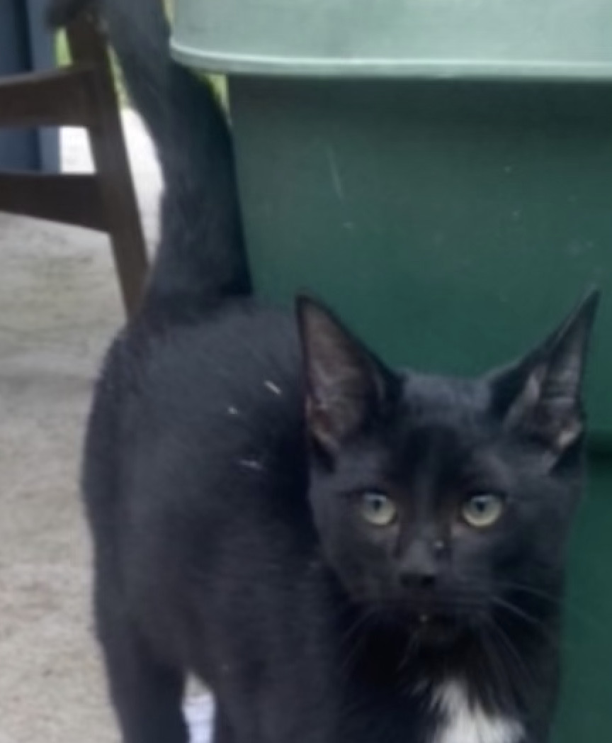 Enlarge Blaze, a Adoptable Domestic Short Hair in Grand Prairie, TX image 4/6