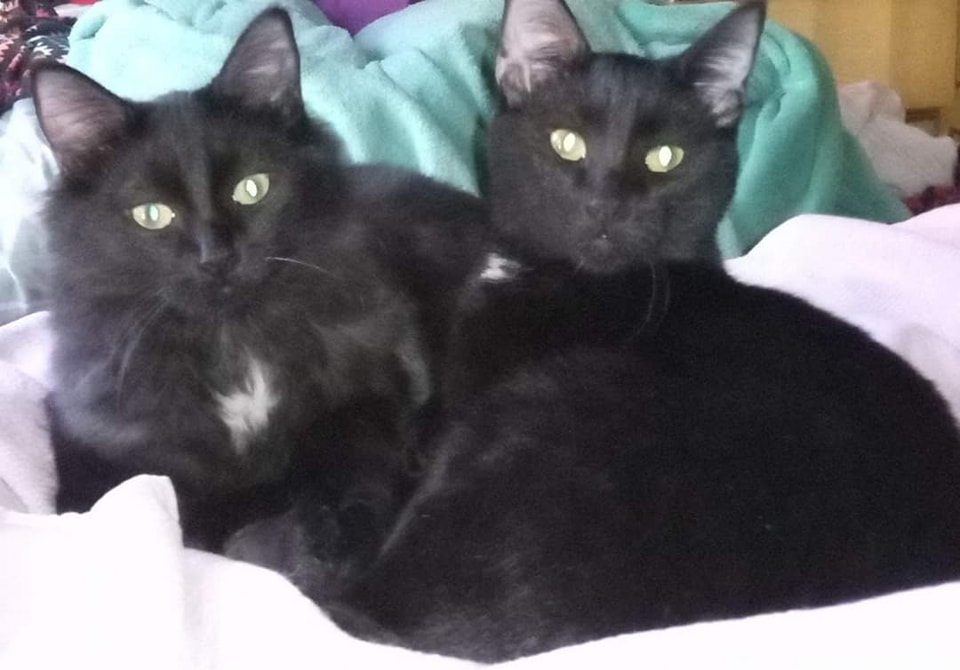 Enlarge Blaze, a Adoptable Domestic Short Hair in Grand Prairie, TX image 6/6