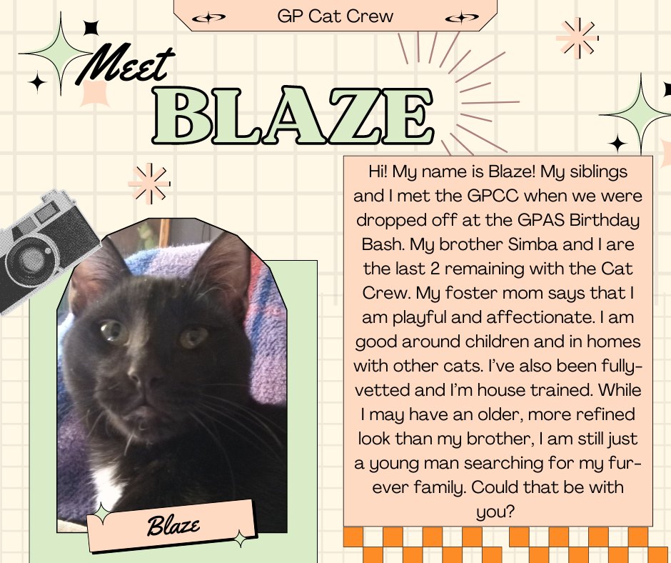 Enlarge Blaze, a Adoptable Domestic Short Hair in Grand Prairie, TX image 2/6