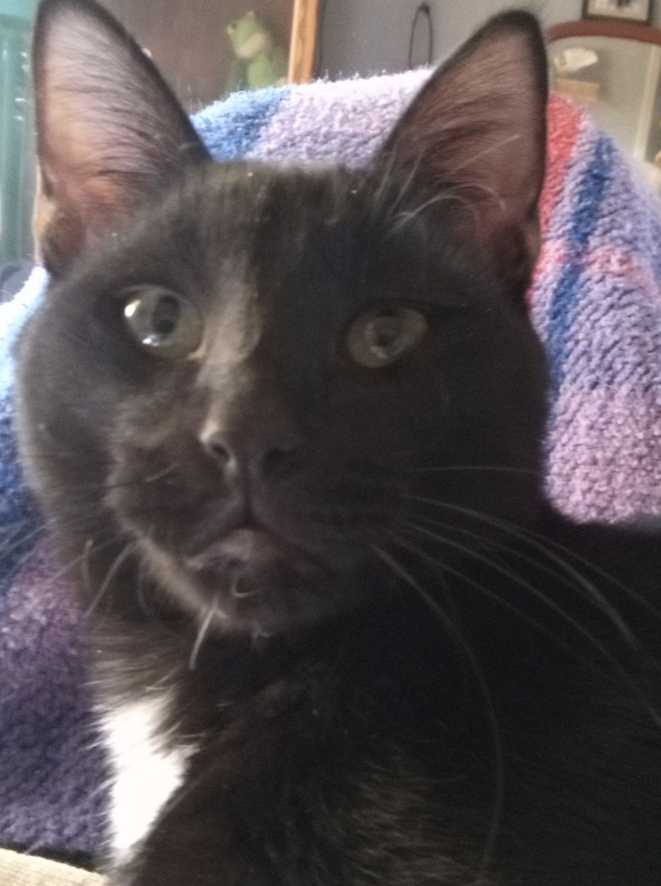 Enlarge Blaze, a Adoptable Domestic Short Hair in Grand Prairie, TX image 5/6