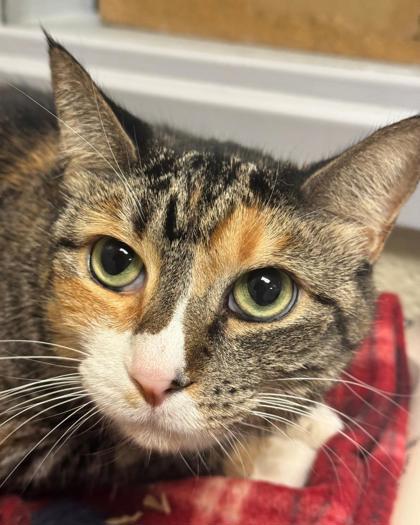 Cookie, Adoptable, Adult Female Domestic Short Hair & Domestic Short Hair.