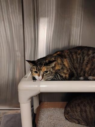 Enlarge Cookie, a Adoptable mixed breed in Fallston, MD image 2/3