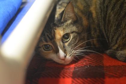Enlarge Cookie, a Adoptable mixed breed in Fallston, MD image 3/3