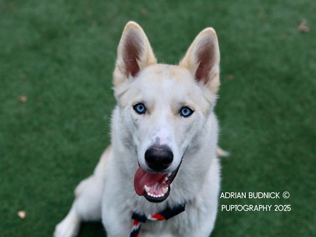 Enlarge DANIKA, a Adoptable Mixed Breed in Nashville, TN image 1/1