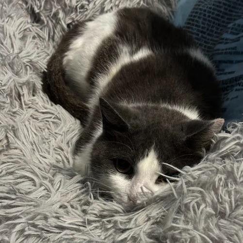 Enlarge Moonie McNugget, a Adoptable American Shorthair in Oakton, VA image 1/5