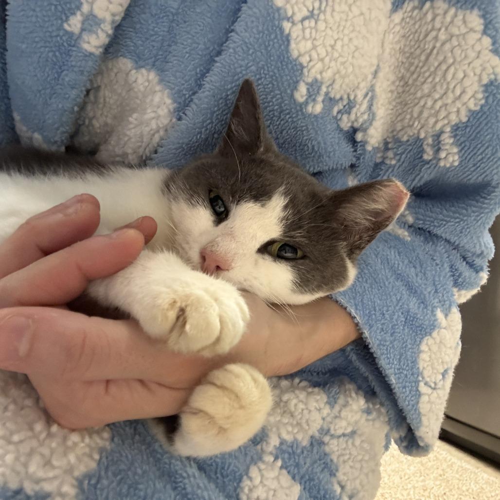 Enlarge Moonie McNugget, a Adoptable American Shorthair in Oakton, VA image 2/5