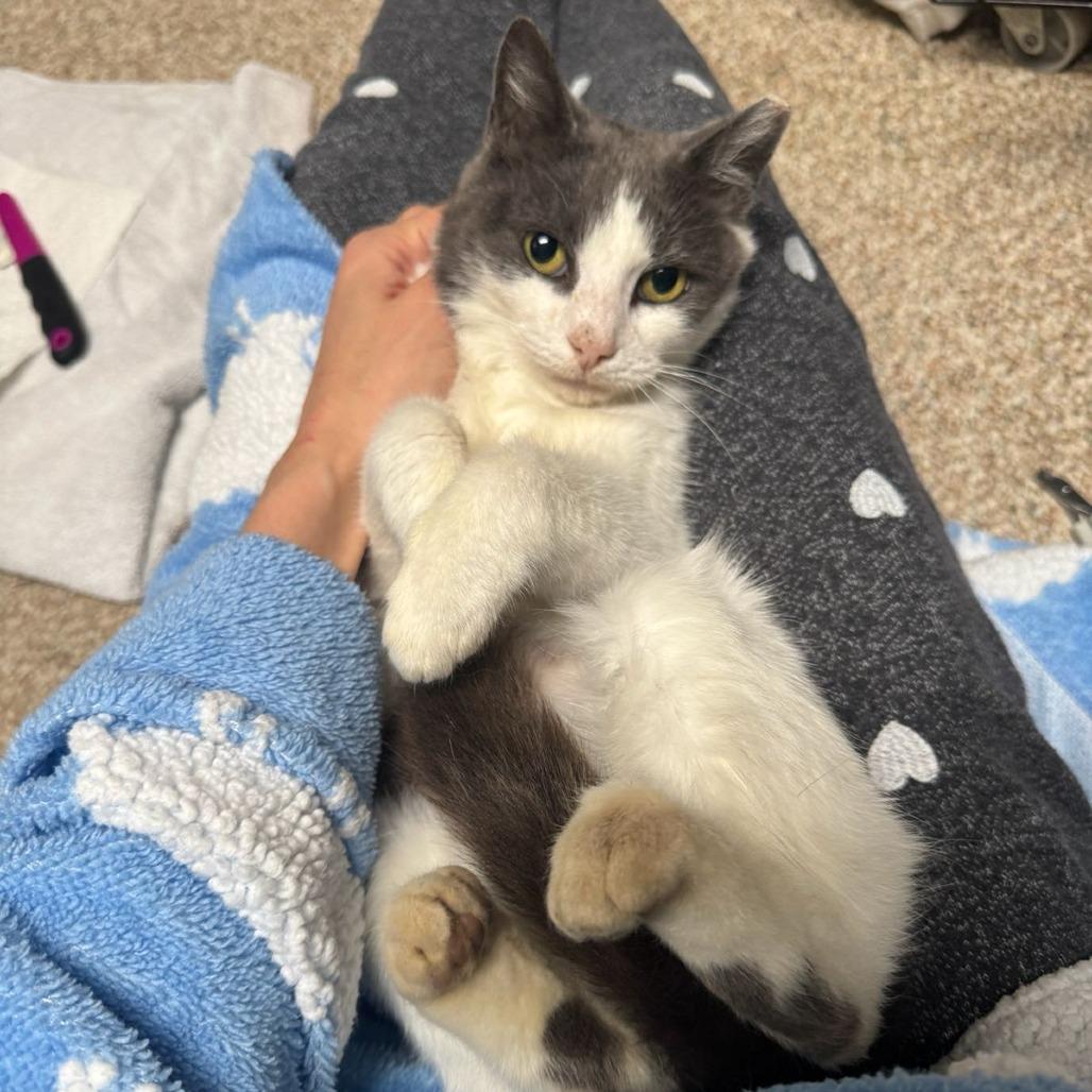 Enlarge Moonie McNugget, a Adoptable American Shorthair in Oakton, VA image 3/5