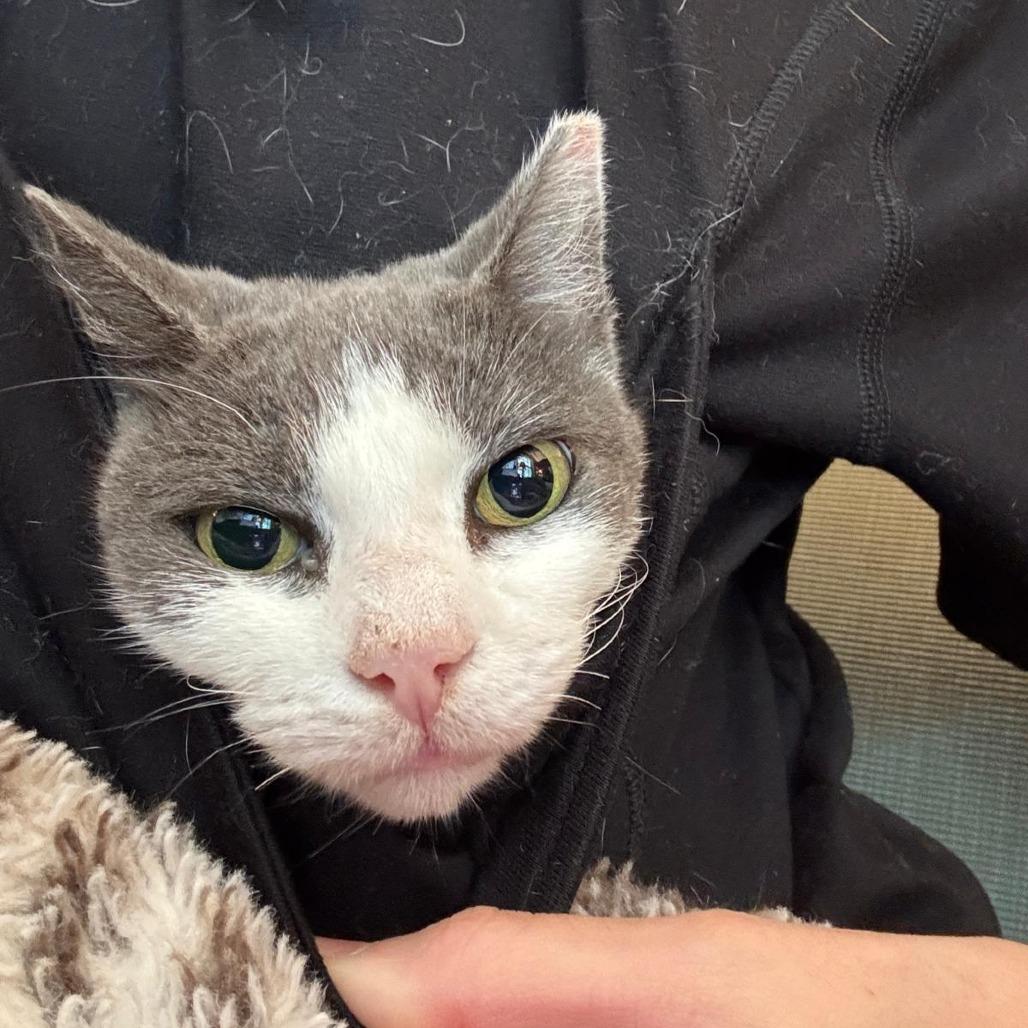 Enlarge Moonie McNugget, a Adoptable American Shorthair in Oakton, VA image 4/5