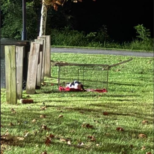 Enlarge Moonie McNugget, a Adoptable American Shorthair in Oakton, VA image 5/5