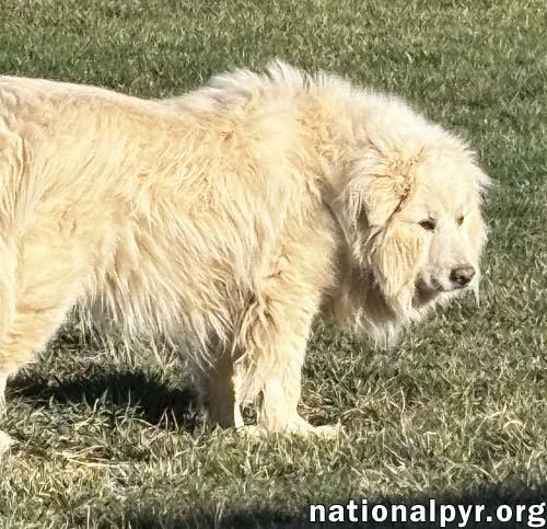 Enlarge Snow Bear in VA - Enjoys Ear Rubs & Sunbathing!, a Adoptable Great Pyrenees in Lexington, VA image 4/4