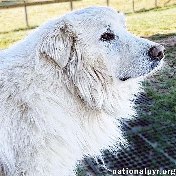 Snow Bear in VA - Enjoys Ear Rubs & Sunbathing!, Adoptable, Adult Male Great Pyrenees.