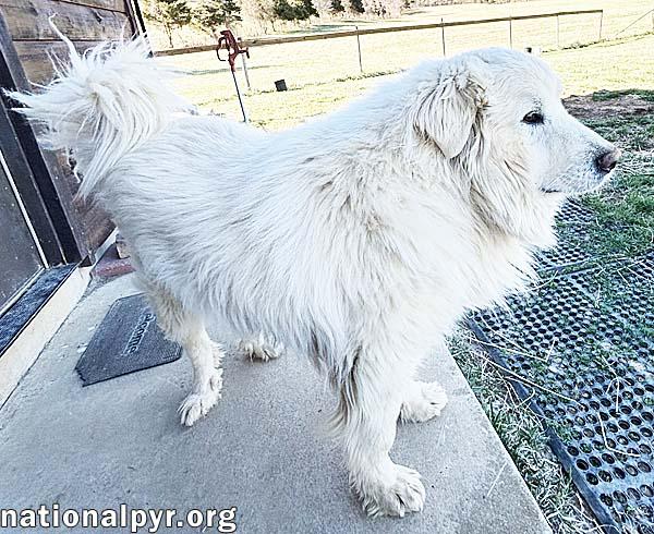 Enlarge Snow Bear in VA - Enjoys Ear Rubs & Sunbathing!, a Adoptable Great Pyrenees in Lexington, VA image 3/4