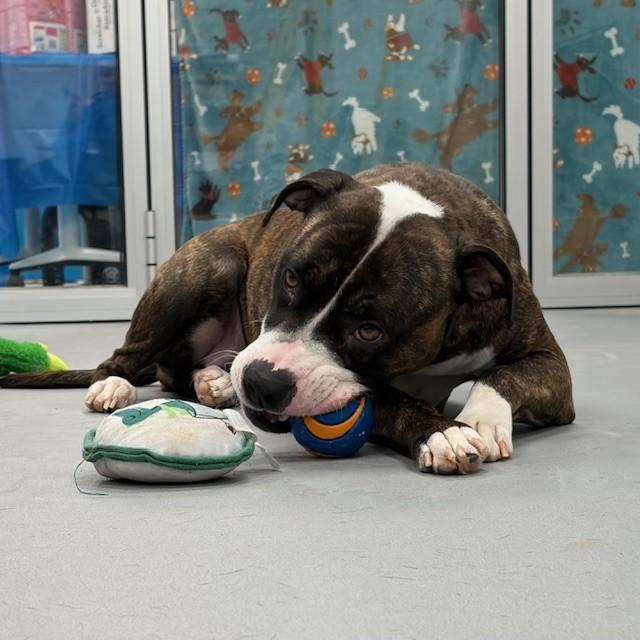 Enlarge Molly, an adopted mixed breed in Mississauga, ON image 2/5