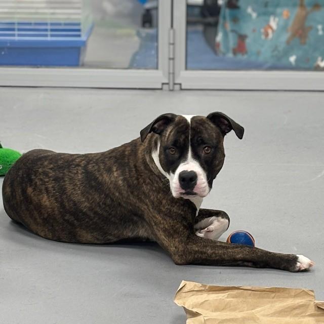 Enlarge Molly, an adopted mixed breed in Mississauga, ON image 3/5