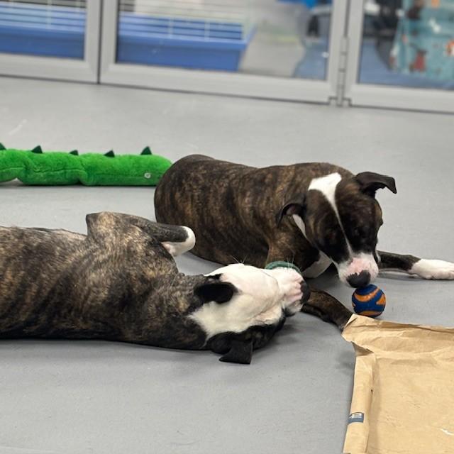 Enlarge Molly, an adopted mixed breed in Mississauga, ON image 5/5