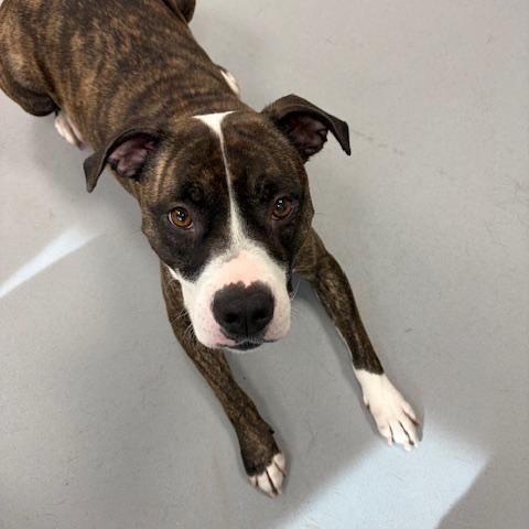 Molly, adopted, Adult Female American Bully.