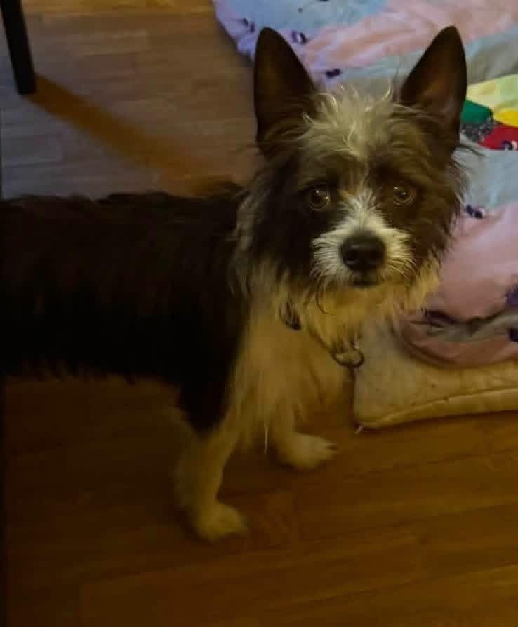 Enlarge Chewy, a Adoptable mixed breed in Alexander, AR image 4/6