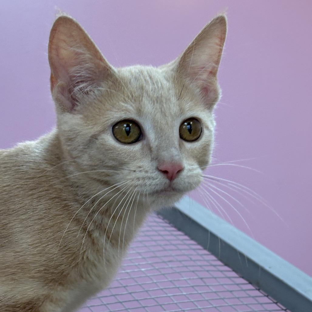 Ameria, Adoptable, Kitten Female Domestic Short Hair.