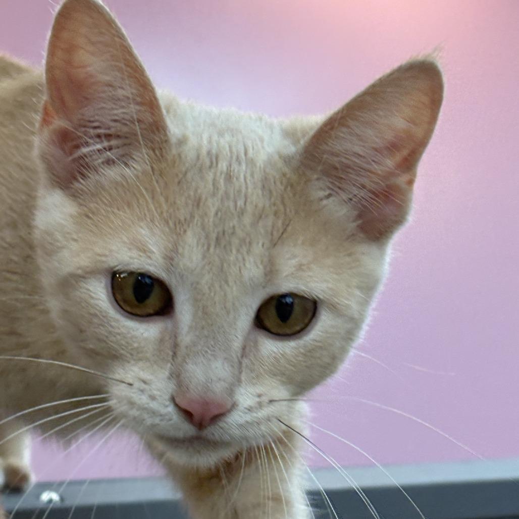 Ameria, a Adoptable Domestic Short Hair in Branson, MO image 2/6