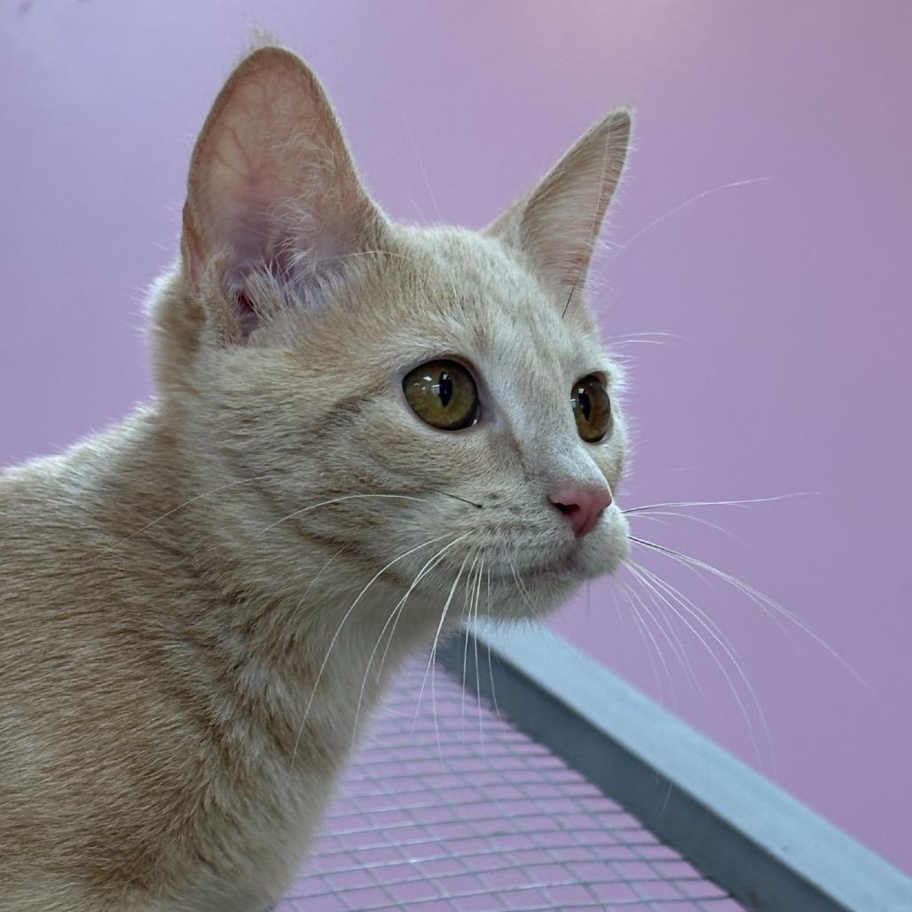 Ameria, a Adoptable Domestic Short Hair in Branson, MO image 3/6