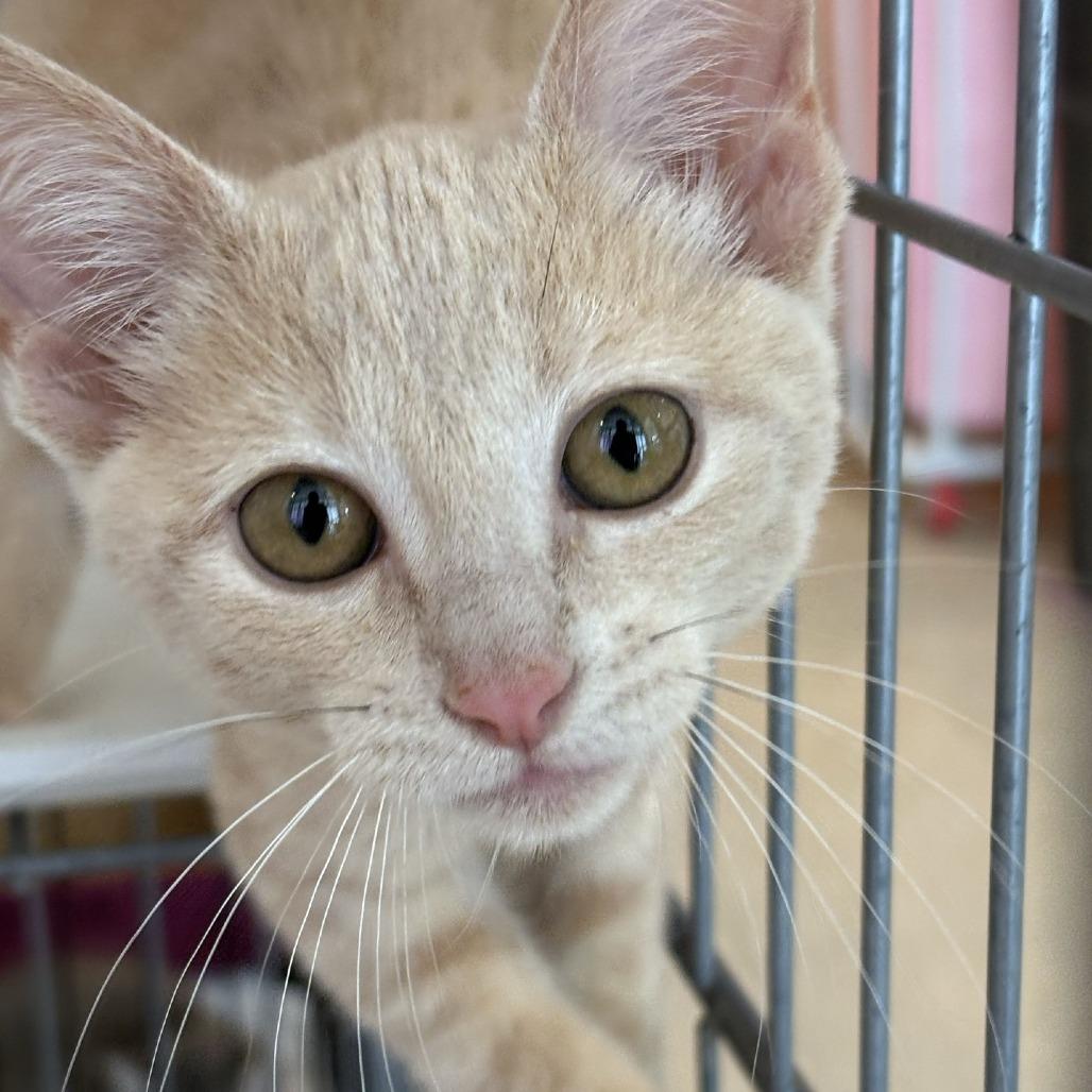 Ameria, a Adoptable Domestic Short Hair in Branson, MO image 4/6