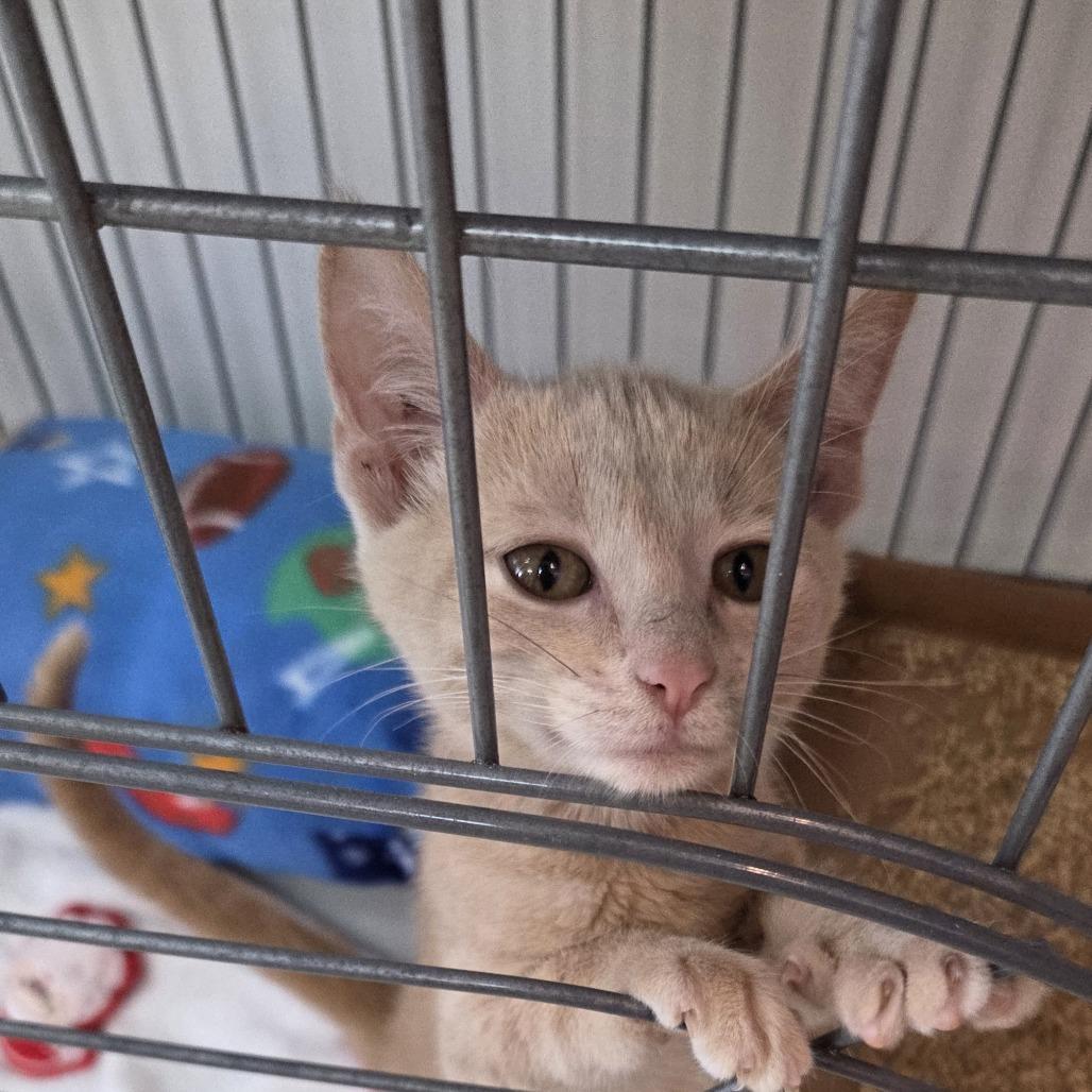 Enlarge Ameria, a Adoptable Domestic Short Hair in Branson, MO image 1/2